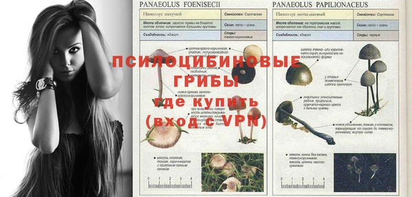 трава Белокуриха